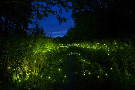 Fireflies at night