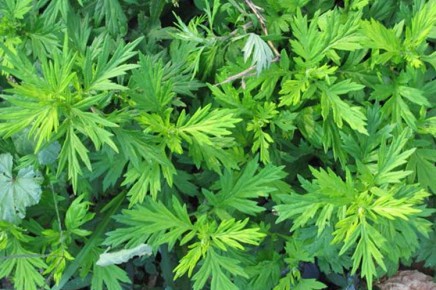 Herb focus: Mugwort  – a herb for dreaming