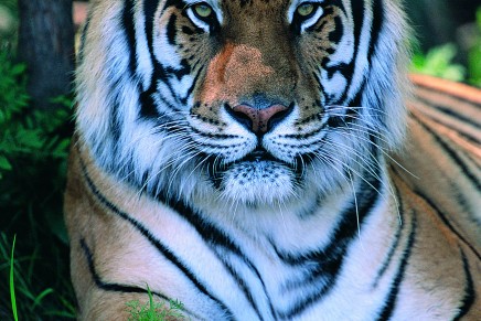 Adopt a tiger