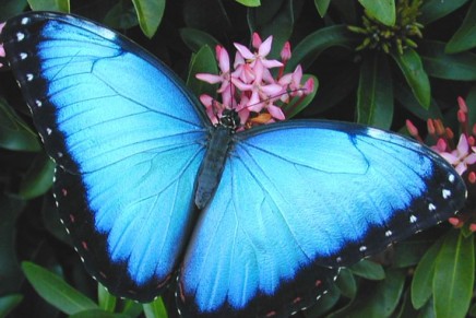 Symbolism: The magic of the butterfly – transformation