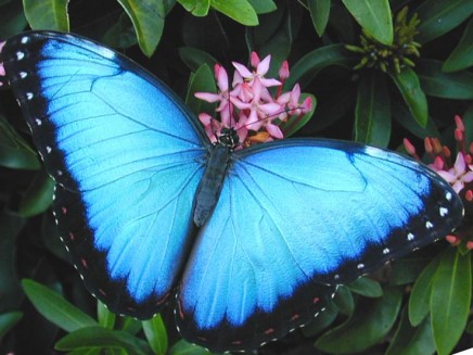 Symbolism: The magic of the butterfly – transformation