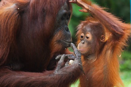 Put An End To Palm Oil