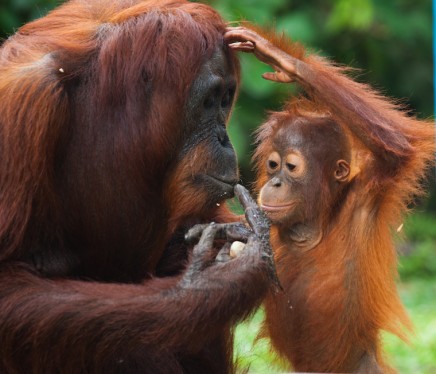 Put An End To Palm Oil